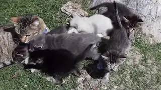 Животные ,которых нет в зоопарке.