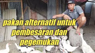 CARA SUKSES TERNAK ENTOK ll buat pakan alternatif untuk pembesaran dan pegemukan murah banget