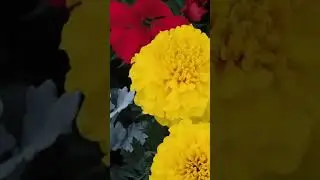 Бархатцы в быту и огороде. Применение.