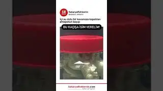 İçi su dolu kavanoza kapatılan ahtapotun kaçışı