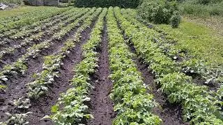 ЭХ КАРТОШЕЧКА   БОЖИЙ ДАР