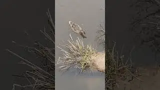 Утка