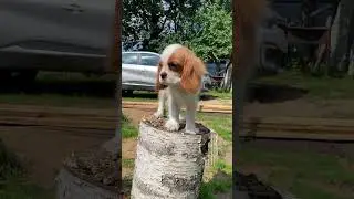 Мальчик,3 месяца 🌸 #любовь #счастье #кавалеркингчарльзспаниель #animals