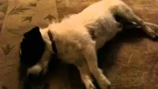 Canine Cuteness