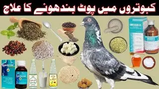 Pot Band Ka 100% Resulted Ilaaj || Cure Pigeon Crop || Momer Naeem Pigeons