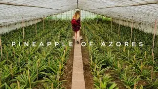 Pineapple plantations in Azores São Miguel