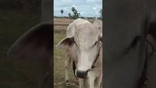 Cow 🐄 (4) #shorts