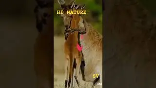 Mom, I love you! Animal babies! short #shorts💞💞💞