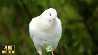 Nature's Harmony - Birds singing (4K Video)