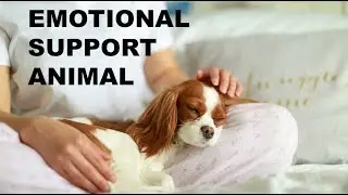 Emotional Support Dog - How to Get an Emotional Support Animal