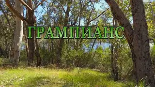 Грампианс
