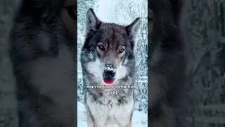 Lucky wolf #animals #love #shorts