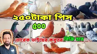 ২৫০টাকা পিস তারেক ভাইয়ের কবুতর চিলা বোম্বাই লক্ষা বাগদাদী হুমা গিরিবাজ হাইফ্লায়ার কবুতর কিনুন