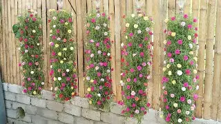 Beautiful DIY vertical hanging garden growing Portulaca (Mossrose) for small spaces