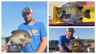 Catching MEGA SUMO Bluegills!!