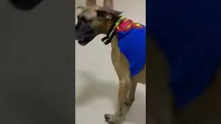 Super Smoky play time with Dad🐶