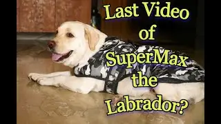 Last Video of Supermax The Labrador??