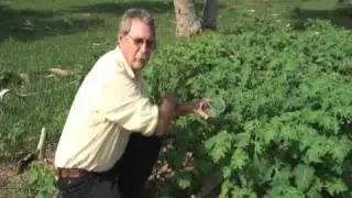 Releasing Gratiana boliviana: A Tropical Soda Apple Biological Control Agent
