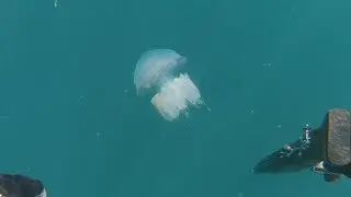 ОТДАЧА ПОДВОДНОГО РУЖЬЯ! ПОДВОДНАЯ ОХОТА НА ГОРБЫЛЯ.