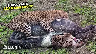 TENSIVE SECONDS OF A DEADLY FIGHT TO THE DEATH, BIG CAT VS BIG SNAKE