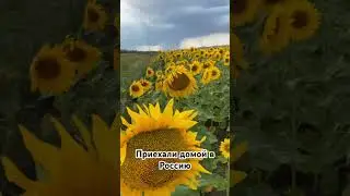 Какая красота подсолнухи 🌻 