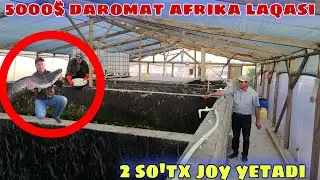 2 сотх жойда 5000$ даромат килайотган УЗБЕК УГЛОНИ ☎️996066900
