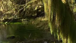 Relaxing music. Living landscapes. Forest, waterfall. Chill