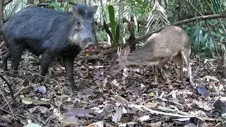 😯INCRÍVEL. Animais fazem a festa na floresta Amazônica