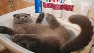 Классная нарезка разнообразных приколов про котов и кошек, Классные приколы с котами
