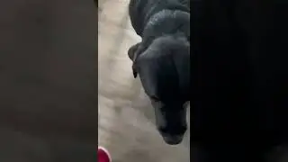 My friend dog. Best friend!!