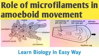 Amoeboid movement | Role of microfilaments |Amoeba locomotion | Zoology