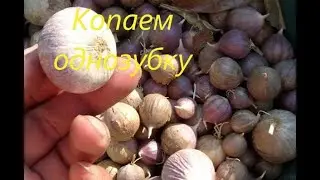Уборка однозубки чеснока
