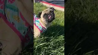 Spring Pug #pug #pugnation #dog #puglife #spring #springfashion #springtime #RebelThePug #cute #dogs