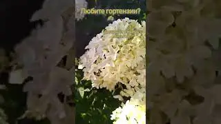 Гортензия метельчатая Сильвер Доллар/Цветение гортензии.