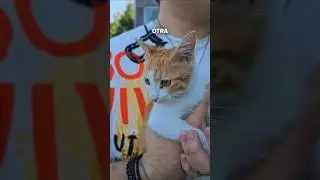 ME DIERON UN GATO 