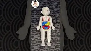 human organs puzzle #human #
