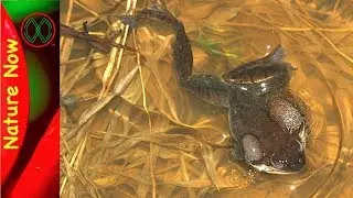 Herping Season Has Begun!!! Frogs everywhere!