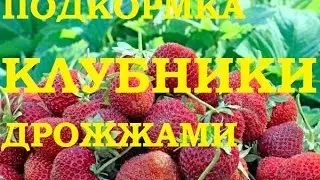 Клубнику подкармливаем дрожжами!