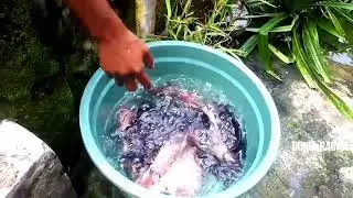 panen ikan dikolam  samping rumah||nila||gurami