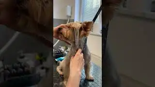 #doggrooming #yorkie #shorts