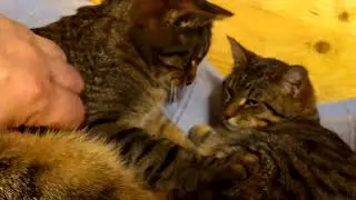 Брат и сестра. Отношения в семье.🐯🐈🐅