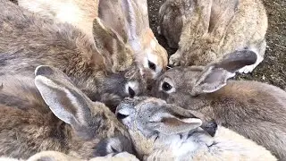 I was attacked by hungry, friendly bunnies!