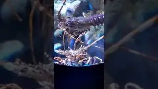 shrimp