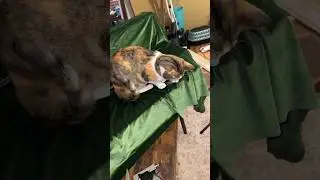 Making a couch for my cats living room part two