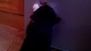 Кот Вася просит есть