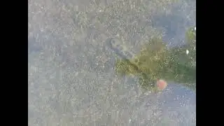 Твёрдая вода.