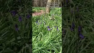 On Bluebell Watch 👀