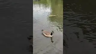 ✨Relaxing video 2.✨