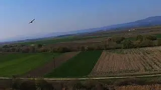 Manisa - Şahinlerle kısa kol uçuşu