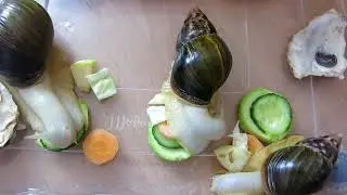Улитка ахатина кушает | Вегетарианский тортик для ахатин  на празднике 